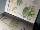 万物我画 植物 实拍图