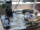 佳璐（jialu）超白水草鱼缸免换水族箱懒人生态鱼缸小型水族箱 38cm长 水草超白缸（含底沙） 实拍图