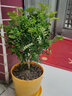 欧芽清香胡椒木植物办公室桌面绿植花卉 盆栽室内客厅 清香木3年苗【橙色螺纹盆】 含盆 实拍图