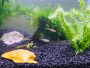 云峰海瑞 鱼缸水草前景莫丝莫斯水草水族箱造景套餐水草活体草缸造景装饰 小号沉木莫斯水草 实拍图