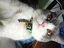 柒哦猫咪项圈铃铛新年猫猫幼猫脖子饰品宠物小猫脖圈蓝猫狗狗装饰项链 【平安长命锁】 实拍图