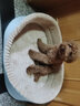 华元宠具（hoopet）狗窝四季通用狗床中大型犬睡觉可拆洗宠物狗垫子小狗狗窝夏季凉席 灰色狗窝【耐脏单窝】新款 S 47*35*17 推荐10斤内 实拍图