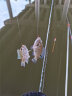 佳钓尼（JIADIAONI）伏魔典藏纳米鱼漂套装高灵敏浅水鲫鱼漂浮漂鲤鱼加粗醒目高灵敏 1-3 浅水漂 (铅2.1g 长21.5cm) 高灵敏 实拍图