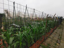 菜园黄瓜爬藤架花架葡萄架子阳台豆角架植物园艺花支架固定支撑杆 直径20mm长度240cm20支 中等 实拍图