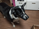 dogstory狗嘴套宠物口罩中大型犬通用防咬保护套金毛柯基泰迪 黑色 XL（适合40斤狗狗） 实拍图