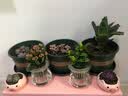 锦枫水培花卉盆栽 办公室水培绿植花卉盆栽玻璃花盆 繁花似锦【2盆】 含盆栽好 实拍图