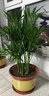 看匠 散尾葵盆栽 凤尾竹室内客厅大型绿植袖珍椰子夏威夷盆景富贵叶子 高度80-90厘米一盆 不含盆 实拍图