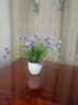 礼赫家饰蝴蝶兰仿真花假花摆设客厅餐桌花摆花绿植小盆栽室内外摆件装饰品 塑料紫色雏菊+仿瓷花瓶 实拍图