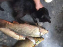 冠路 后羿岸抛远投软尾筏钓竿全钛竿稍海钓抛投筏竿阀杆单竿套装海钓 1.5m 岸抛筏1.5-1.8米枪柄单竿 实拍图