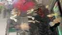 疯狂水草孔雀鱼活体水族宠物观赏鱼冷水耐活小型热带鱼淡水鱼苗 红扇孔雀鱼【共6条】 实拍图