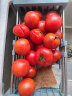 【沙柳村】水果西红柿生吃西红柿草莓柿子草莓西红柿5斤水果番茄绿腚沙瓤 红宝柿（净重5斤/箱） 晒单实拍图