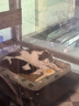 红狗 化毛膏58g 猫咪化毛膏猫咪营养膏化毛球片猫草片排毛化毛 实拍图