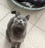 卫仕猫粮全价猫粮成猫幼猫老年猫粮膳食平衡系列猫主粮猫干粮 全年龄段猫粮 5.4kg（1.8kg*3） 实拍图