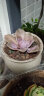 轩林美 一元 植物盆栽 阳台室内盆栽肉肉植物老桩 办公室创意绿植花卉 京之华玉露（2-4cm) 实拍图