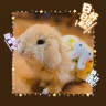 共度（Gong Du）兔兔衣服兔子印花裙子冬季牵引小宠物服装 小宠牵引绳金丝熊帽子 小号（适合豚鼠/幼兔） 晒单实拍图