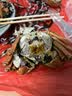 【活蟹】水淼鲜 洪湖大闸蟹鲜活螃蟹生鲜现货海鲜水产中秋礼盒 公2.7-3.0两 母1.7-2.0两 4对8只 实拍图