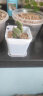 亿昂多肉植物/肉肉植物组合盆栽绿植花卉肉肉室内阳台 熊童子+彩色盆+土 含盆 实拍图