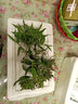 云峰海瑞真水草活体坨草 鱼缸水草泥 活水草 小鱼缸造景 鱼缸活体水草 虎耳坨草 1坨 实拍图