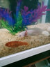 噢水噢六角恐龙鱼淡水鱼冷水鱼活体观赏鱼办公室饲养鱼娃娃鱼龙鱼陆 白玉龙1条 8-10厘米 实拍图