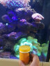 美国两只小鱼浮游动植物宝石花海树瓦片脑LPS珊瑚粮SPS珊瑚饲料海水珊瑚饲料 珊瑚营养液 浮游动物珊瑚粮 晒单实拍图