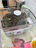 艾格丽（Aigoli）蒸锅电蒸锅家用大容量多功能约定时免看管蒸汽锅蒸鱼锅方形 碧泉绿-三层电子式（可预约定时） 18L 实拍图