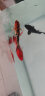 琅河水族 锦鲤鱼活体 冷水观赏鱼活鱼多品类精选 大正三色 10-12cm 实拍图