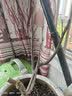 重瓣海棠花盆栽树苗盆景老桩花卉植物室内花四季开花不断好养 5日本海棠 十年老桩【四季循环开花】 不含盆 实拍图