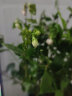 尚尚木重瓣白色茉莉花盆栽带花苞开花不断庭院花园有香味的盆栽 白茉莉大苗（加仑盆） 实拍图