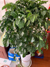 绿韵花田【两小时达】发财树鸿运当头天堂鸟大型绿植公司门口乔迁送礼 幸福树 实拍图