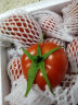 绿鲜森（lvxiansen）（拍3份1斤装发5斤）西红柿沙瓤新鲜蔬菜健康轻食 三斤精选 实拍图