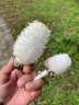 多彩的蘑菇世界(东北亚地区原生态蘑菇图谱)(精) 晒单实拍图