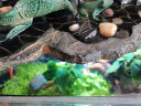 云峰海瑞 鱼缸造景真活体水草草坪水草种子鱼缸草缸造景水族箱装饰前景 爬地珍珠片（7x7cm）1份 实拍图