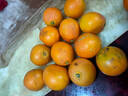 拾橙 江西赣南脐橙赣州橙子赣州橙子安远寻乌信丰脐橙 大果净重4.5斤 实拍图