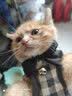 启萌先生 猫咪牵引绳胸背式小型犬泰迪比熊外出防挣脱溜猫绳子小狗链子 宝蓝领结款 M(8-14斤猫狗) 实拍图
