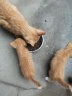 欧贝迪哺乳期孕猫猫粮暹罗猫蓝猫母猫怀孕专用产后猫妈妈下奶猫咪营养品 三文鱼味2斤（孕猫专用粮） 晒单实拍图
