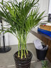 看匠 散尾葵盆栽 凤尾竹室内客厅大型绿植袖珍椰子夏威夷盆景富贵叶子 高度80-90厘米一盆 不含盆 实拍图