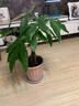 胡丽大型绿植客厅大盆栽室内客厅绿植盆栽办公室盆栽开业乔迁送礼绿植 辫子发财树50-60厘米 含盆 实拍图