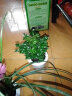 小冤家水培植物盆栽花卉水养绿萝盆栽室内客厅卧室绿箩 铁兰（玻璃瓶） 实拍图