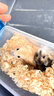 麦叮卡长毛金丝熊活体波利宠物仓鼠活物小仓鼠活体金丝鼠一公一母侏儒鼠 布丁+三线【发京东快递】 实拍图