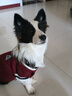 智宙狗狗衣服中型犬秋冬款保暖柴犬泰迪比熊法斗柯基学院风卫毛衣秋季 酒红学院风毛衣 XL适合14斤内 实拍图