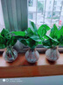 迷你小玫瑰花大盆盆栽带花苞四季开花办公室内植物花卉鲜花绿植 大红色玫瑰高筒加仑盆 含盆 实拍图