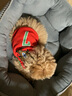 咪贝萌宠物狗狗猫咪衣服春夏装薄款背心可爱夏天小狗泰迪小型犬博美比熊 红色7号-葡萄牙队 XS-胸背28CM（建议1.3-2.4斤） 实拍图