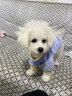 嬉皮狗（hipidog） 狗狗衣服秋冬季泰迪衣服小型犬保暖打底衫防掉毛比熊幼犬衣服 卡其色呆呆狗 M (建议体重6-8斤) 实拍图