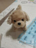 IWAYA（I）日本电动玩具狗毛绒宠物动物玩具猫 儿童会走会叫吉娃娃柴犬金毛 寻回犬 实拍图