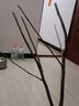HUAHUIYOU梨树苗 秋月梨苗莱阳秋月蜜梨嫁接树苗盆栽南方北方种植 5年苗：（不送苗） 81cm(含)-110cm(含) 实拍图