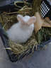 暮秋小主血统宠物兔垂耳兔活体大型安哥拉长毛迷你侏儒猫猫兔活物已做疫苗 网红大型安哥拉纯白幼兔 实拍图