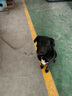 万牵狗链子 不锈p链牵引绳项圈栓狗遛中大型犬脖圈脖套P链金属防咬铁 5.0加粗（80—90斤)75厘米 实拍图