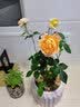 美乐棵植物营养液磷酸二氢钾花肥兰花月季水培花卉绿植发财树营养液肥料 绣球型500ml 实拍图