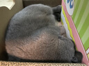 派得猫砂  原味豆腐猫砂活性炭混合猫砂多规格易可冲厕所 原味豆腐猫砂2kg*4袋 实拍图