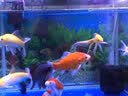 海豚锦鲤鱼药水5升鱼池净水日常护理杀菌消毒虫菌烂肉烂尾治疗鱼病 2号 水质澄清 5L 实拍图
